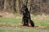 BEAUCERON - PUPPIES 399